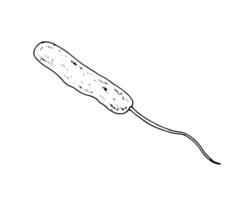 illustration of a monotrichous bacterium in black and white line art technique. Hand drawn microbial cell for medical and healthcare designs related to infection and disease prevention vector