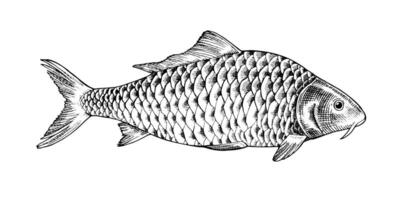 Hand drawn illustration of a common carp in side profile view. Vintage black and white engraving style. Isolated sketch ideal for packaging. With a silhouette on the background vector