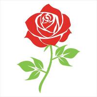 Red rose illustration is isolated on a white background vector