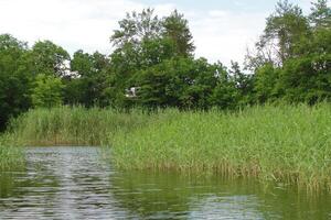 Grey heron flying over calm river, green reeds and trees. photo