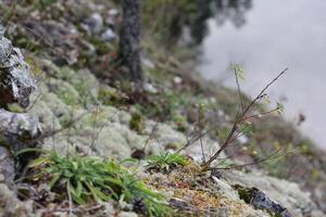 Rocky hill covered with moss, grass, twigs and lichen. Forest details background. photo