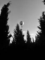 Hot air balloon floating above tall evergreen trees. Black and white vertical photo. photo