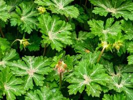 Spring pink flower buds and leaves of the Geranium macrorizum geranium plant. Close-up photo