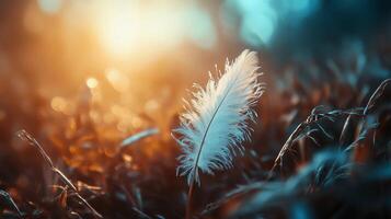A feather is on a field of grass. The feather is white and the grass is green. The image has a peaceful and calming mood photo
