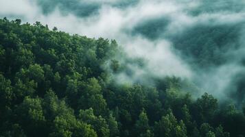 A lush green forest with a thick fog covering the trees. The fog creates a mysterious and serene atmosphere, making the forest appear almost magical. The trees are tall photo