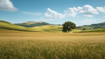 A large field of grass with a tree in the middle. The sky is blue and there are some clouds photo