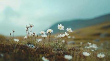 A beautiful field of white flowers is spread across a hillside, with a cloudy sky in the background. The flowers are scattered throughout the field photo