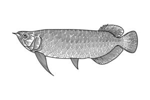 hand drawn arowana illustration, engraving style vector