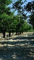 Man sprays medicine in the apple orchard video