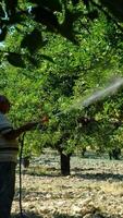 Man sprays pesticide on trees video
