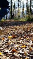 Man Run A Forest video