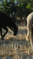 Grazing field a sheep video