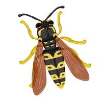 Wasp insect on a white background. Insects in summer and spring. Isolated illustration. vector