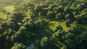 A lush green forest with a river running through it. The trees are tall and the grass is short. The sky is clear and the sun is shining brightly photo