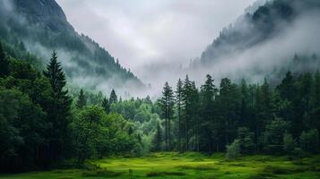 A forest with a foggy sky and a mountain in the background. The trees are green and the sky is cloudy photo