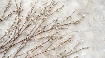 Spring blooming twigs top view background photo