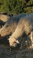 Sheep Grazing inside Field video