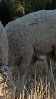 sheep grazing in the field video