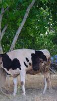 Calf tied to tree video