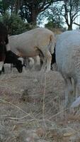 Sheep Grazing the Field video