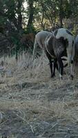 Sheep Grazing in Field video