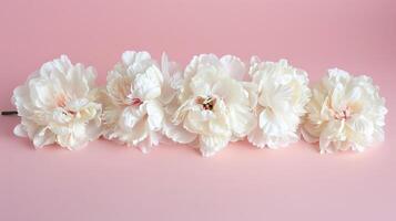 White peonies arrangement on pink background product photography photo