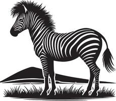 zebra standing in the grass on a white background vector