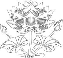 a drawing to a lotus flower vector