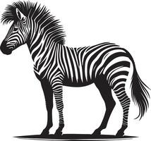 zebra standing in front of a white background vector