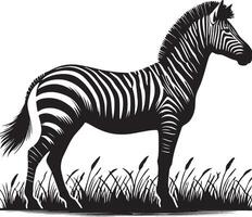 zebra standing in the grass, black and white silhouette vector