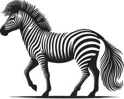 a black and white zebra standing on a white background vector