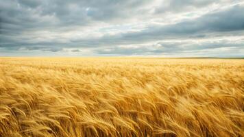 Panoramic view of golden wheat fields swaying gently under dramatic clouds nature landscape rural serenity photo