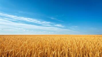 Gentle waves of wheat vast cornfield under a cerulean sky nature scene tranquil atmosphere photo