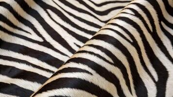 Zebra stripe texture vitality in fashion design studio textile art elegant environment close-up view photo