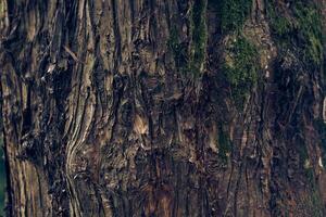 Textured bark of Japanese cedar tree. Evergreen coniferous plants of the cypress family. With space to copy photo