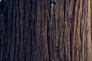 Close-up of the bark of a Japanese cedar tree. Evergreen coniferous plants of the cypress family. With space to copy photo