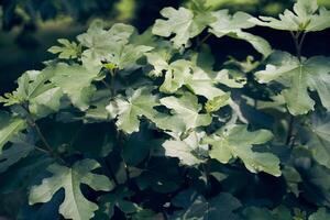 Background of green fig tree leaves. On a dark background with space to copy photo