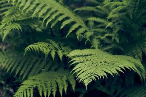 Beautiful ferns create green foliage. Natural green natural fern background in sunlight. photo