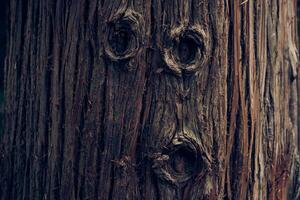 The bark of the Japanese cedar tree. Evergreen coniferous plants of the cypress family. With space to copy photo