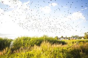 A flock of birds flying over a field of tall grass photo
