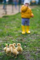 A little boy in yellow rain boots standing next to a group of ducks photo