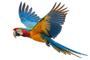 Flying colorful Macaw parrot isolated on the transparent background png
