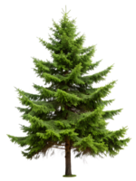 Pine tree isolated on transparent background, evergreen conifer, nature, forest, green needles png