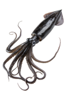 Squid isolated on transparent background, marine creature with tentacles, underwater life, ocean animal, sea wildlife, realistic illustration png