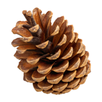 Pine cone isolated on transparent background, natural element, forest texture, botanical illustration, pine tree seed, eco-friendly design png