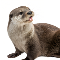 Otter animal isolated on the transparent background png
