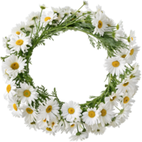 Wreath of blooming white daisies isolated on the transparent background png