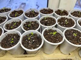 A row of small pots with seedlings in them photo