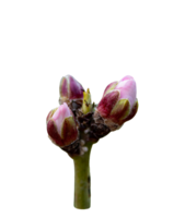 a single pink flower on a tree png