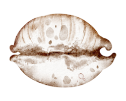 aguarela ilustração Concha do mar em isolado fundo. mão desenhado elemento embaixo da agua concha para adesivo. desenhando do mar Concha para berçário parede arte. Concha para Hilário cumprimento cartões ou convites. png
